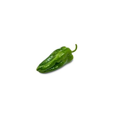 POBLANO PEPPER