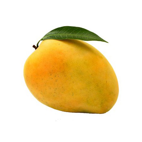 MANGO - LARGE