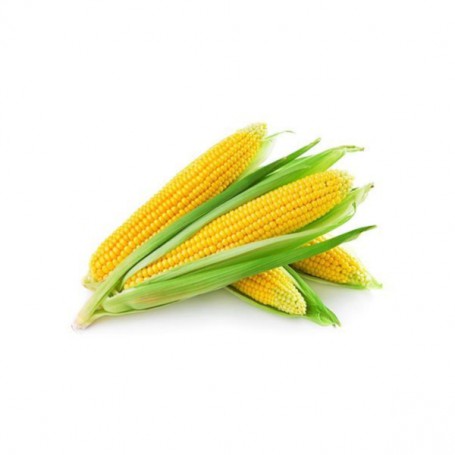 YELLOW CORN